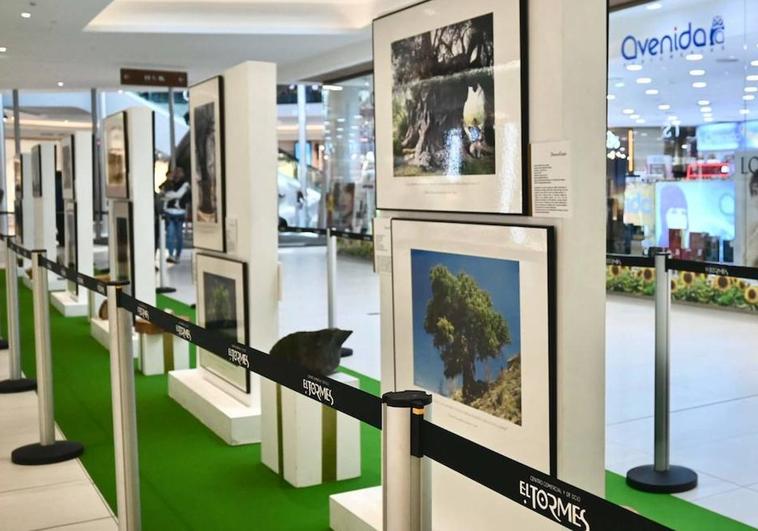 El Tormes inaugura la exposición fotográfica 'Los Reyes de Bosque'