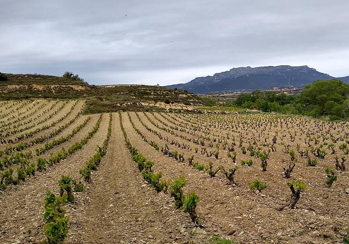 Viñedos en La Rioja.