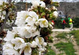 Una ruta espectacular por los cerezos en flor en la provincia de Salamanca
