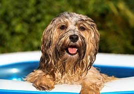 Imagen de archivo de un perro en verano.