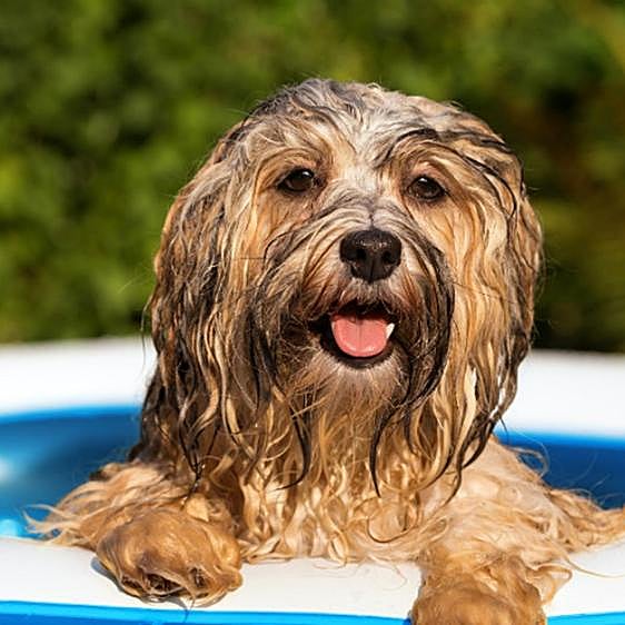 Cómo ayudar a tu mascota a combatir las altas temperaturas