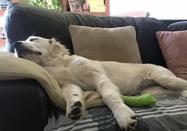 Imagen de archivo de un perro en casa.