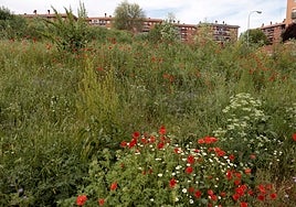 Las amapolas y otras flores silvestres iluminan un solar sin uso en el barrio de El Tormes.