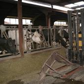 El Gobierno restringe el movimiento de ganado bovino en Castilla y León por riesgo de contagio