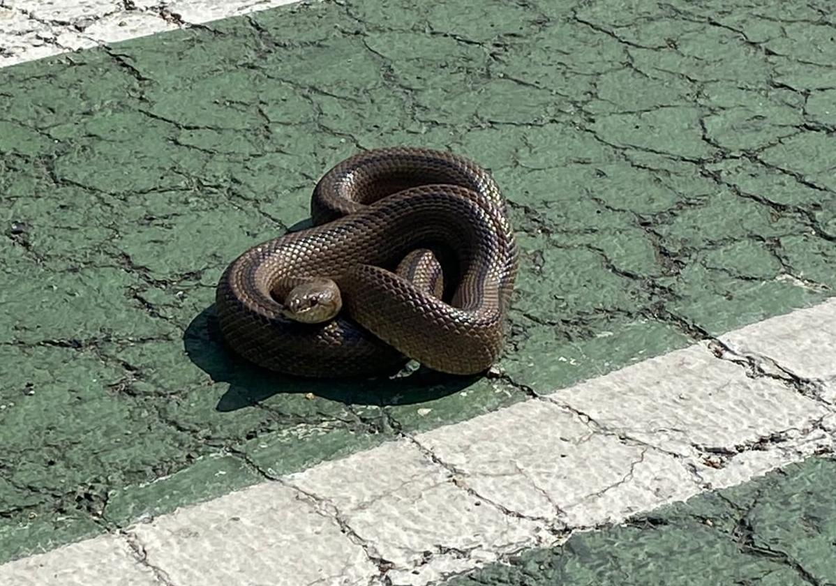 La culebra de escalera encontrada en el campus universitario.