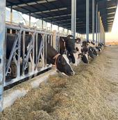 200.000 euros al día en riesgo en Salamanca por las restricciones al movimiento bovino