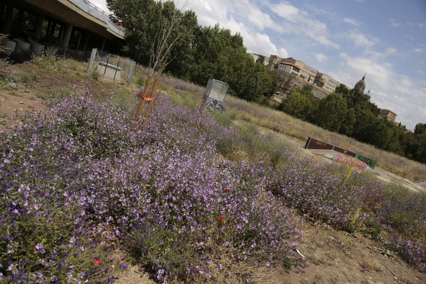 Recorrido por la ribera del río Tormes