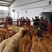 El BOE recoge la orden que restablece el movimiento de ganado bovino en Castilla y León