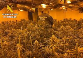 Desmantelan una plantacion indoor con 906 plantas de marihuana en Sancti Spiritus