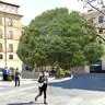 Un gran árbol a un paso de la Plaza Mayor, el toque 'verde' para la Salamanca monumental