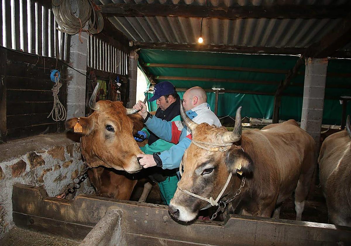 Un veterinariotoma muestras a varias vacas de una explotación ganadera.
