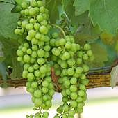 Los viñedos de Salamanca, en el punto de mira del cambio climático