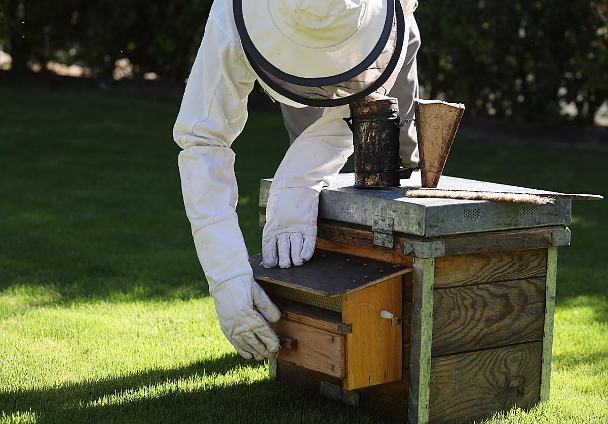 Un apicultor trabaja con una colmena.