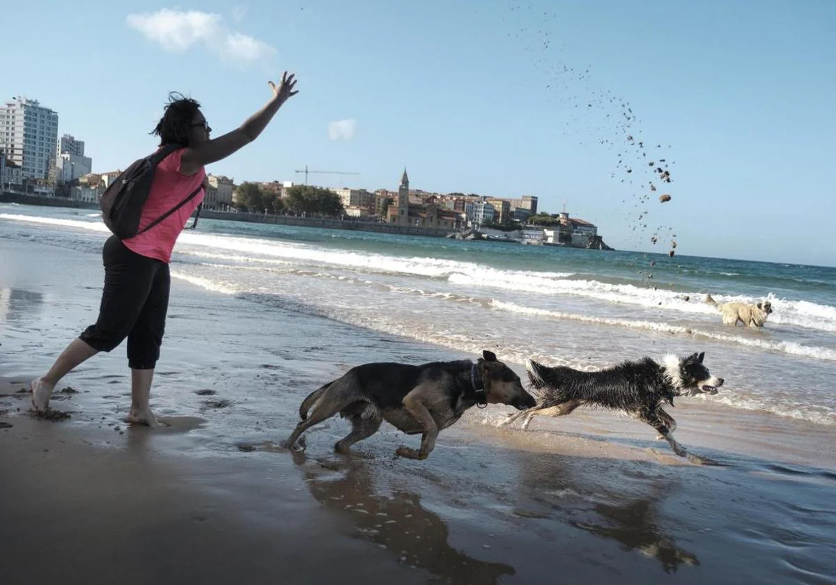 Las playas que permiten mascotas cerca de Salamanca