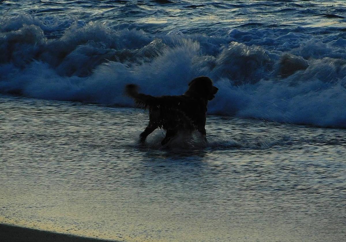 Fotografía con el título 'El perro que pregunta a las olas'
