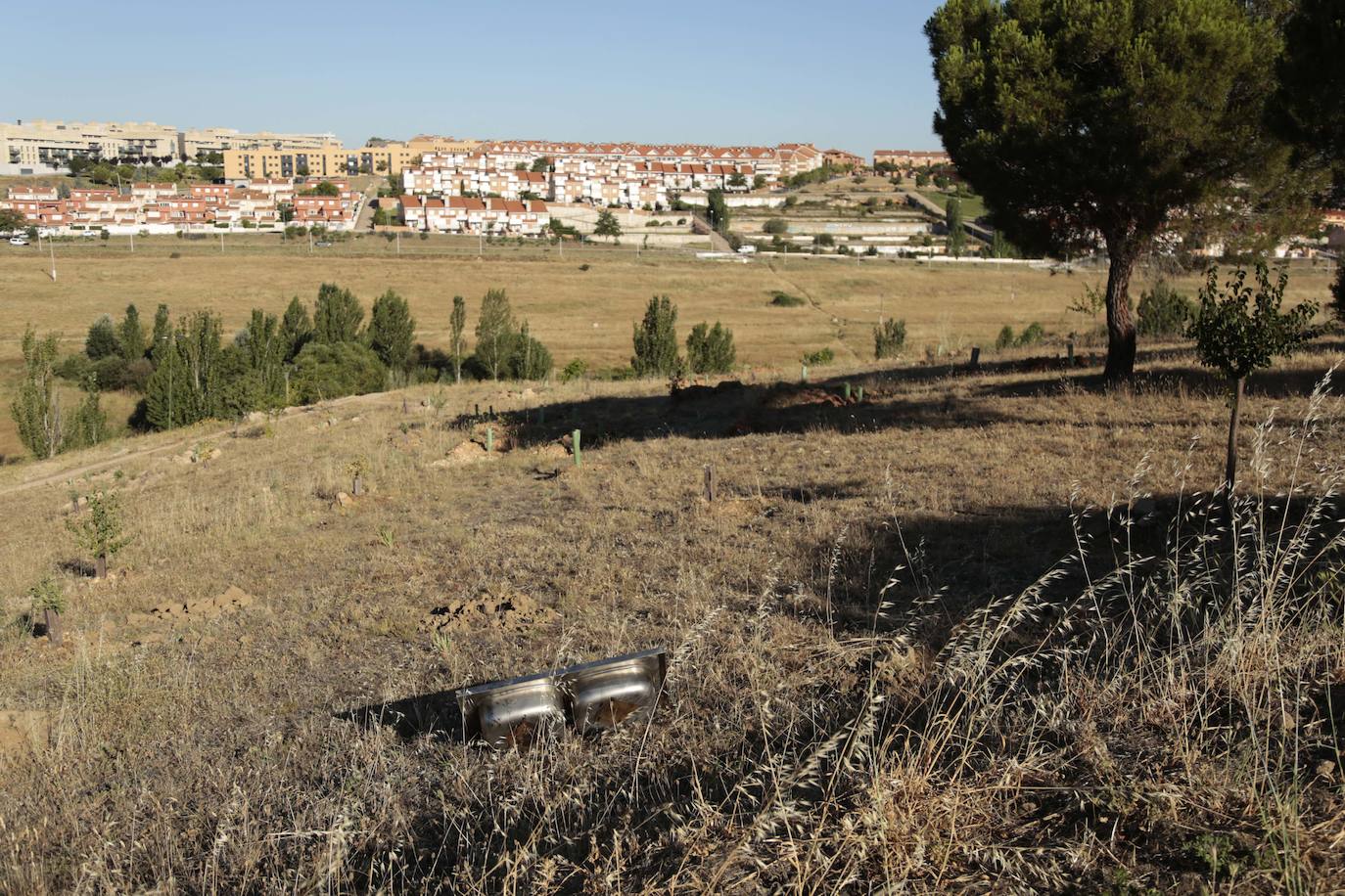 Al rescate de los árboles de El Zurguén