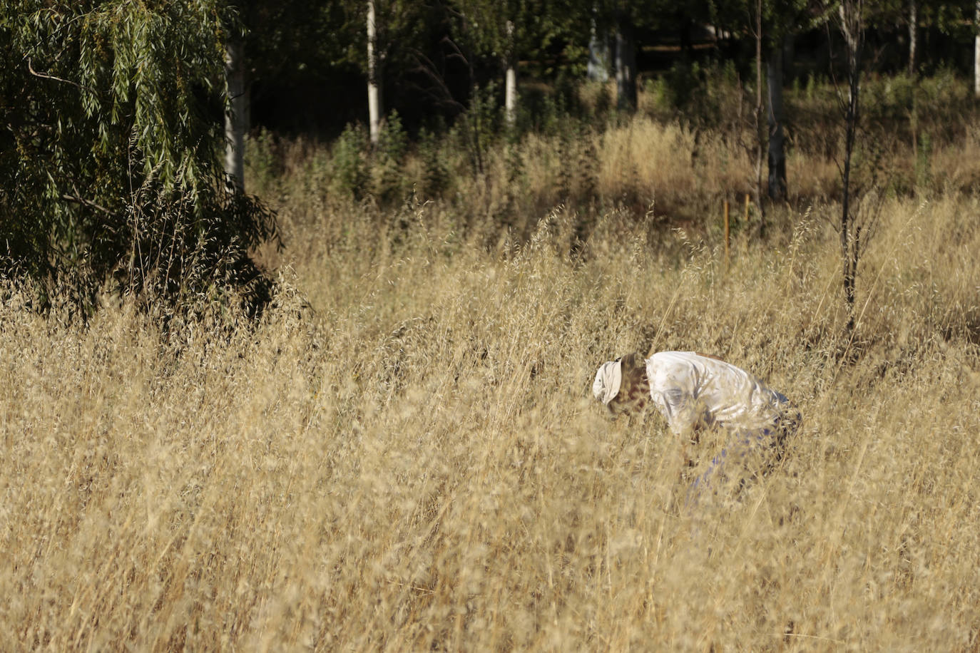 Al rescate de los árboles de El Zurguén