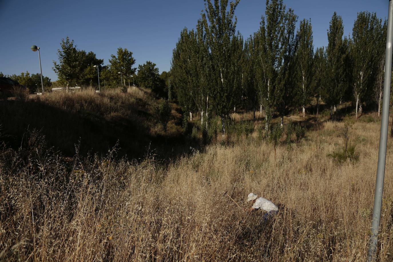 Al rescate de los árboles de El Zurguén