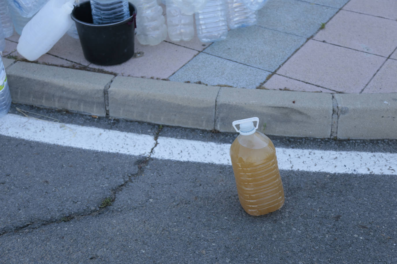 Al rescate de los árboles de El Zurguén