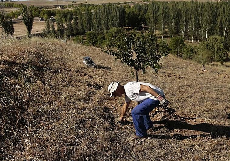 Un voluntario junto a uno de los árboles platandos en El Zurguén.