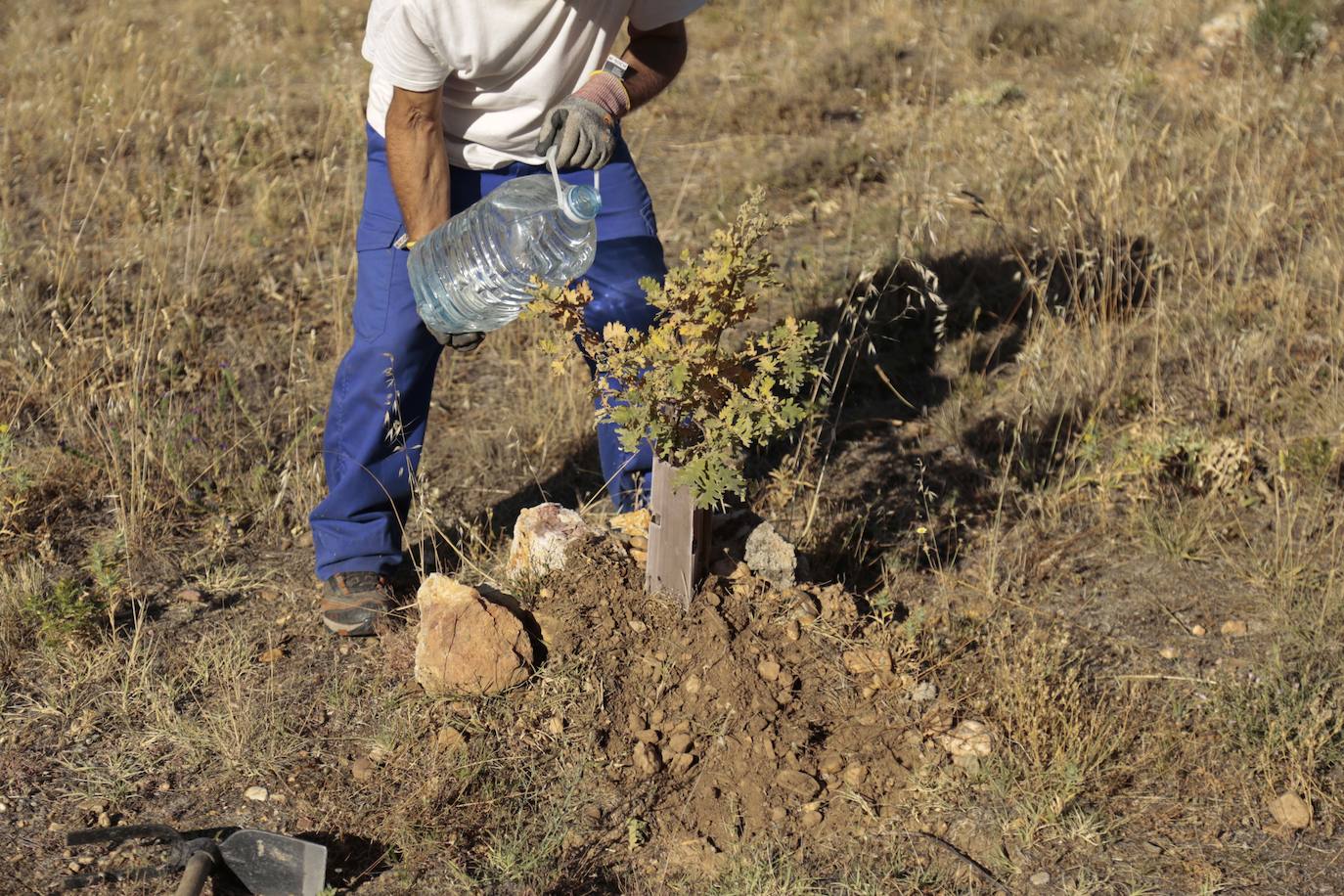 Al rescate de los árboles de El Zurguén