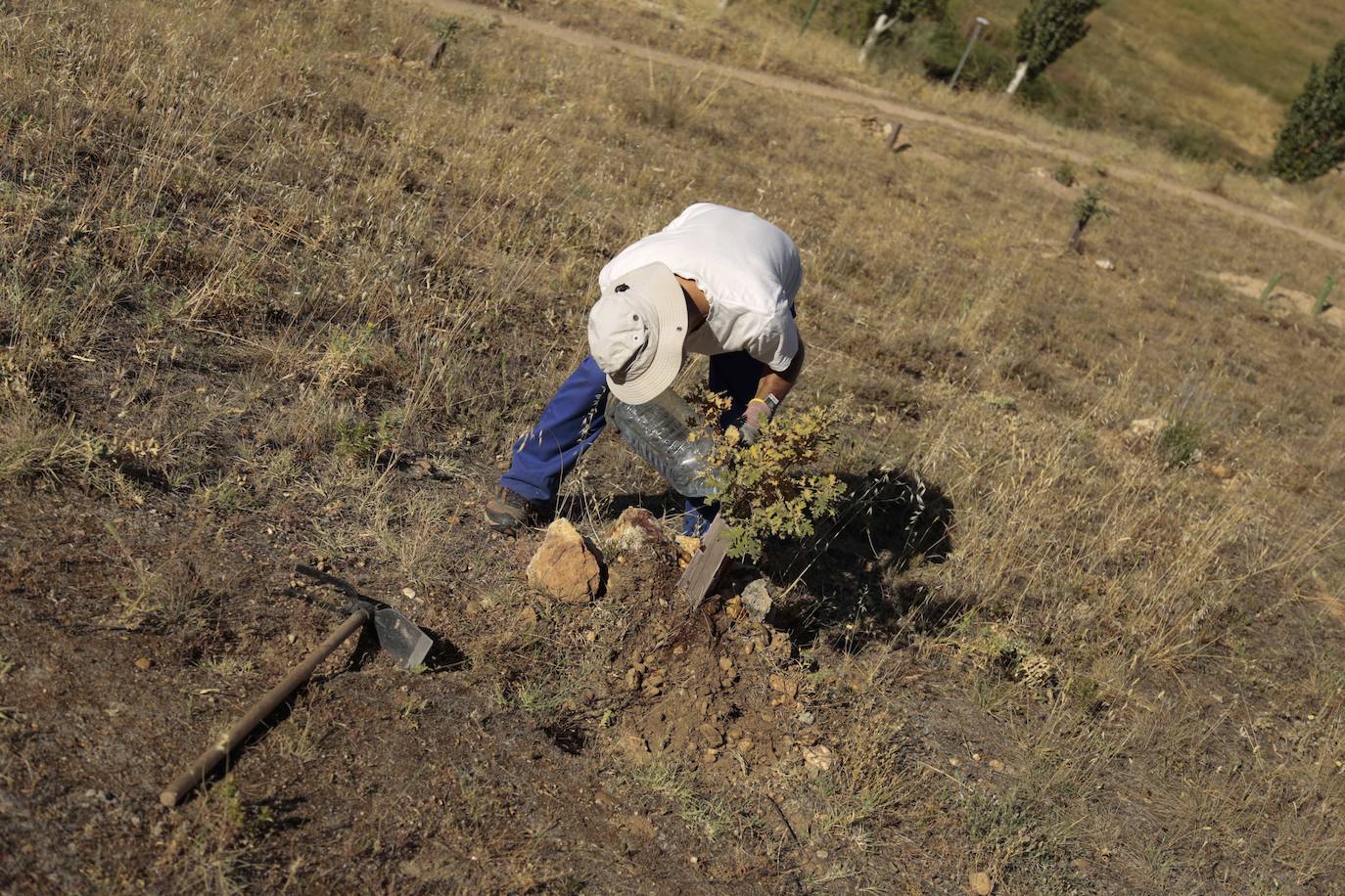 Al rescate de los árboles de El Zurguén
