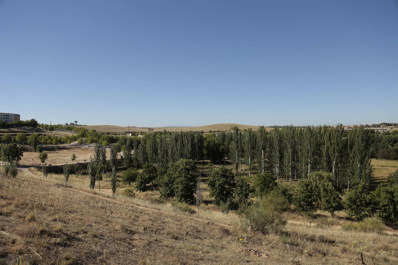 Al rescate de los árboles de El Zurguén