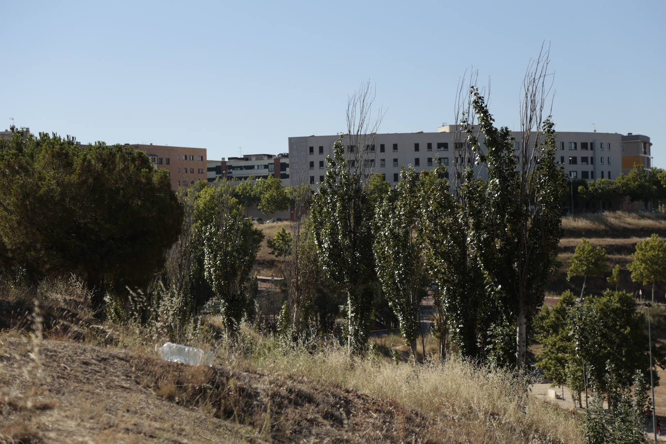 Al rescate de los árboles de El Zurguén