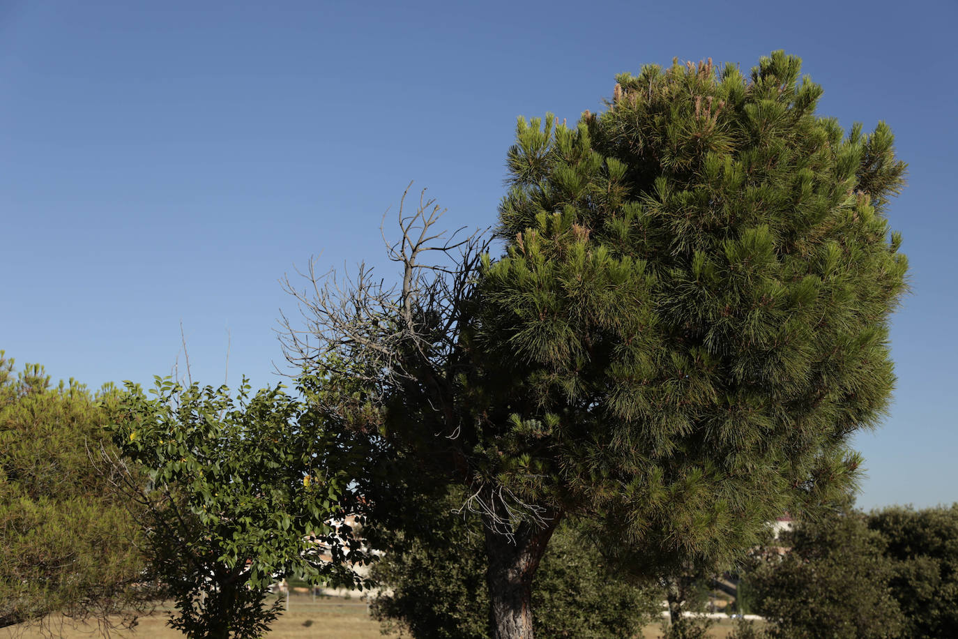 Al rescate de los árboles de El Zurguén