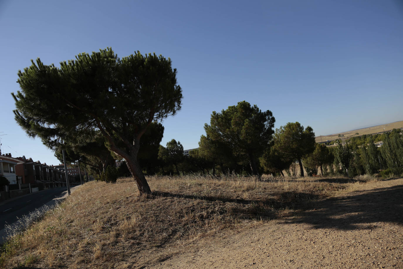 Al rescate de los árboles de El Zurguén
