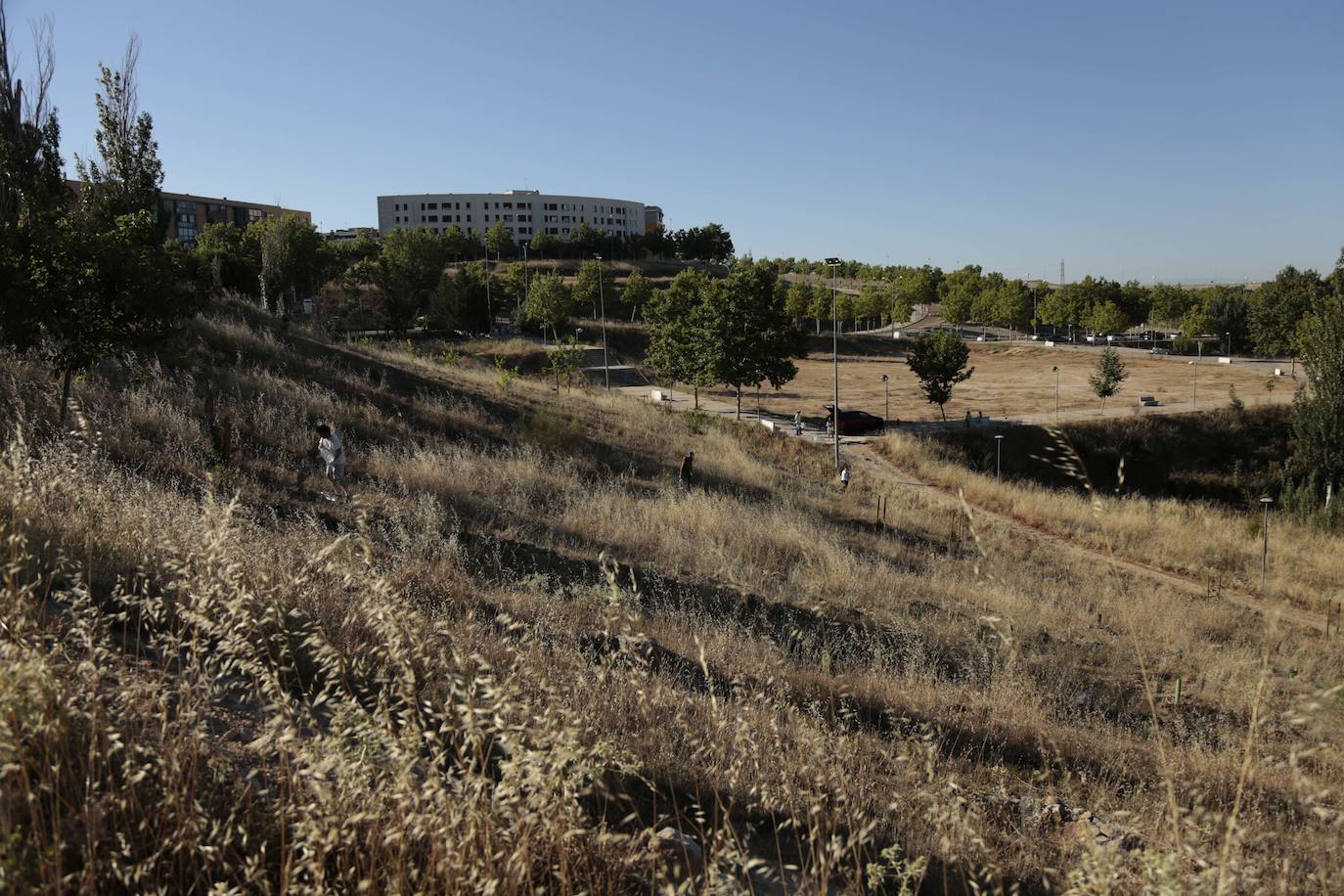 Al rescate de los árboles de El Zurguén