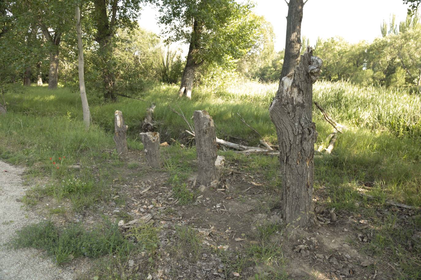 Huerta Otea, un parque con mucha vida y grandes inversiones