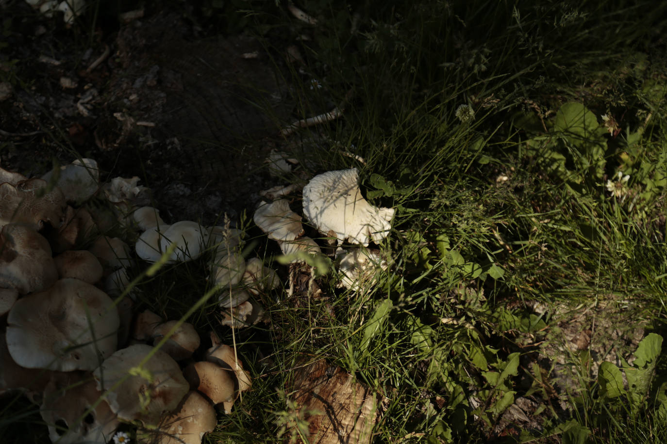 Huerta Otea, un parque con mucha vida y grandes inversiones