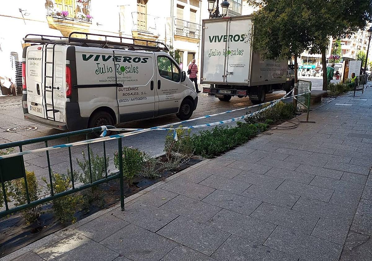 Vegetación en los nuevos parterres corridos de la calle Zamora.