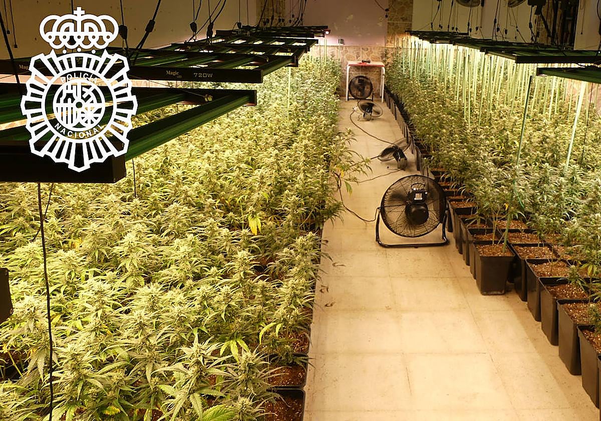 Imagen de la plantación facilitada por la Policía Nacional.