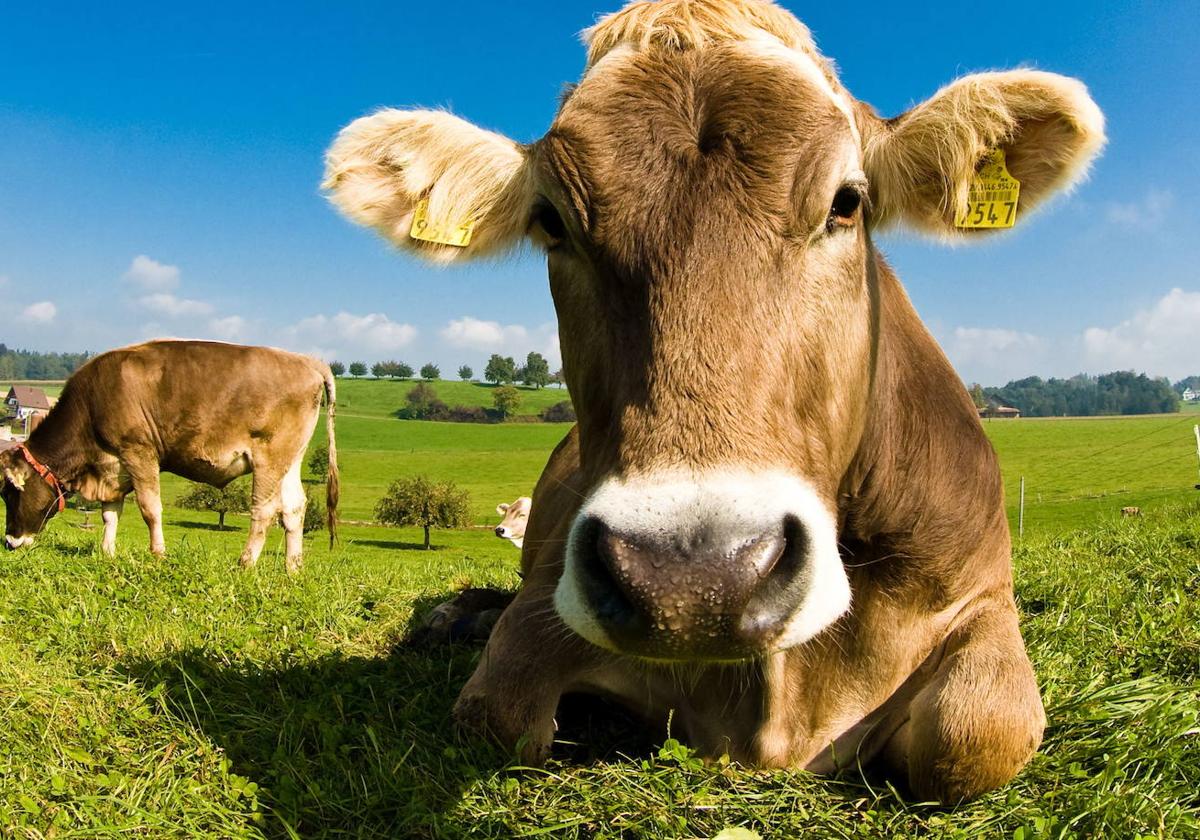 Vacas pastan en una zona rural.