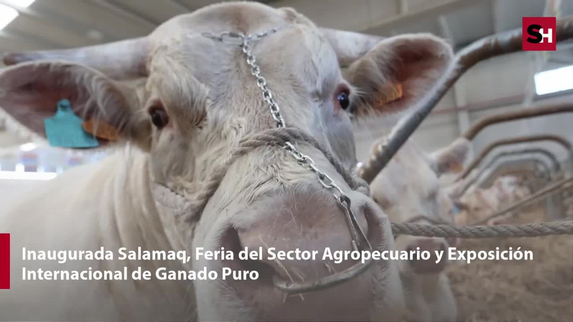 Arranca la feria Salamaq en Salamanca