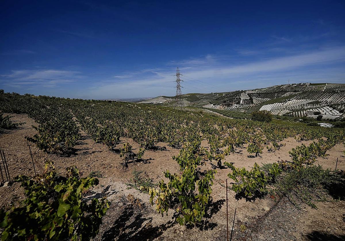 Media hectárea de viñedo.