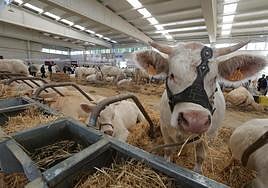 Ejempleares expuestos este año en Salamanq.