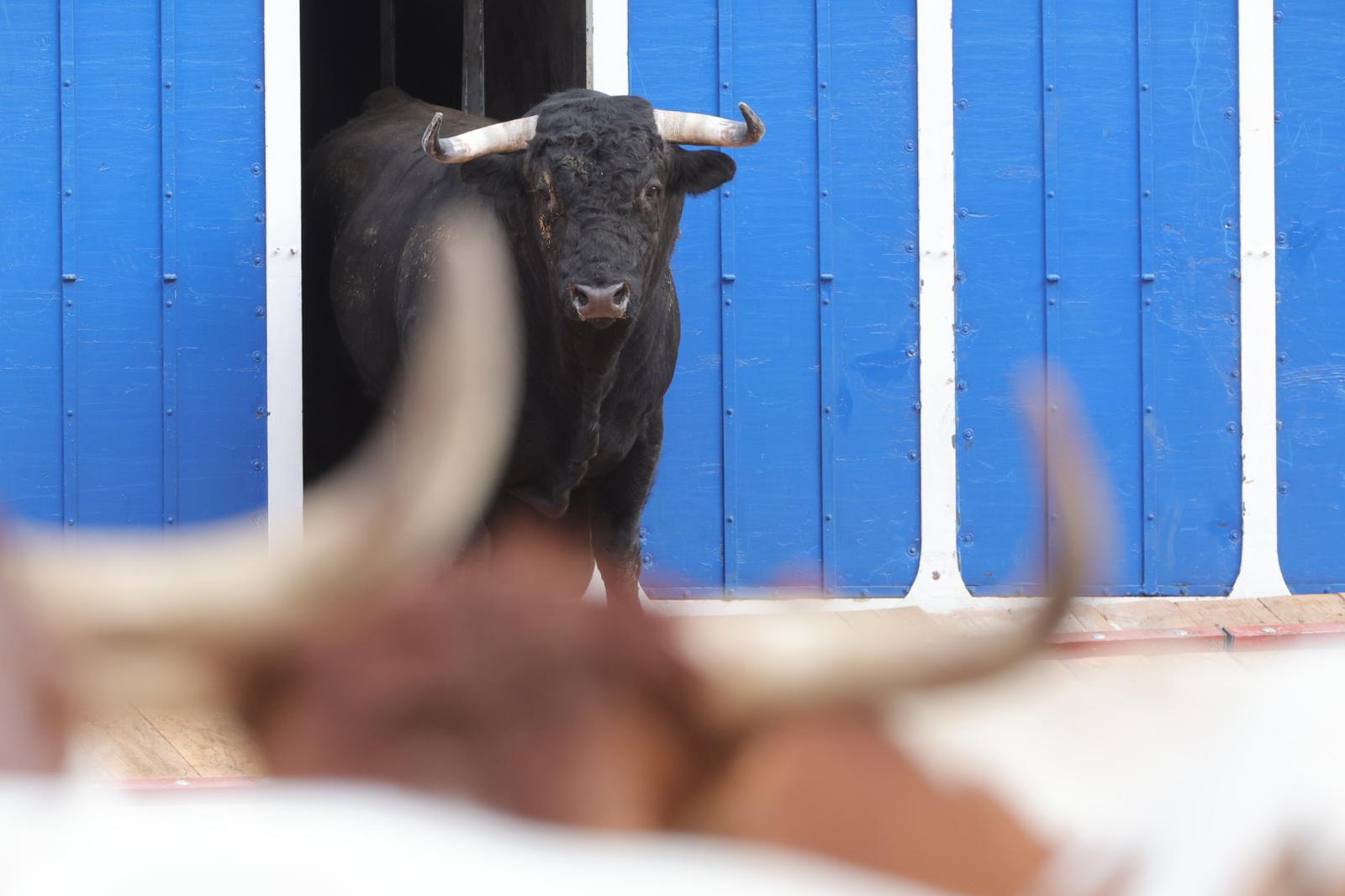 El desenjaule da el pistoletazo de salida a la feria taurina de Salamanca