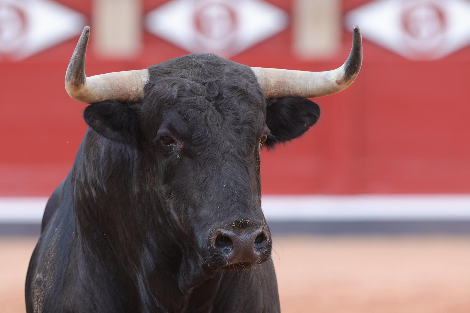 El desenjaule da el pistoletazo de salida a la feria taurina de Salamanca