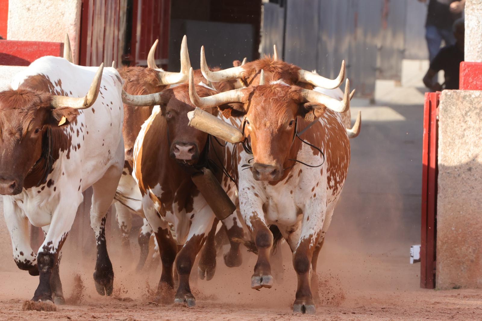 El desenjaule da el pistoletazo de salida a la feria taurina de Salamanca