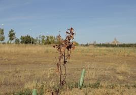 Una de las plantas ya secas en la zona de El Marín.