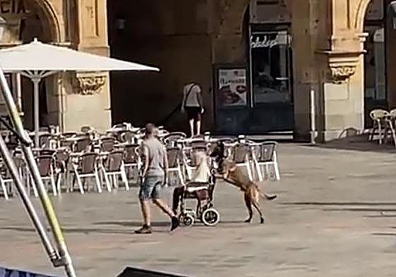 El perro salmantino que Arde Bogotá convierte en viral