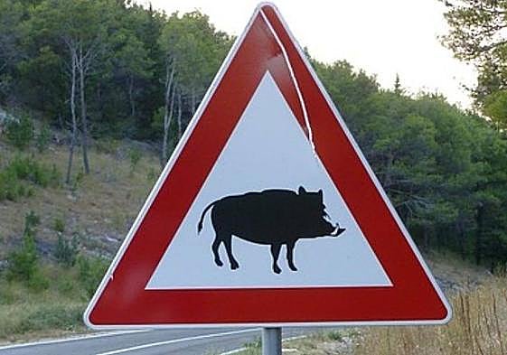 La Usal dispondrá de 60.000 euros para el programa de señalización inteligente para evitar accidentes por fauna