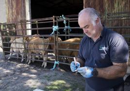 Miguel Ángel García, veterinario clínico en Servet, trabaja con el ganado en la finca Trabadillo, comarca de Ledesma.