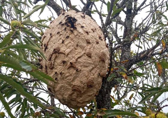 Retiran en Puebla de Sanabria un nido de avispa asiática de un metro y siete kilos de peso