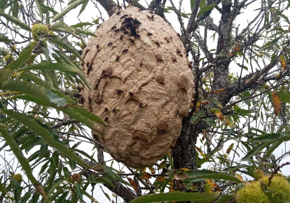 Retiran en Puebla de Sanabria un nido de avispa asiática de un metro y siete kilos de peso
