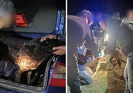 Imágenes de la inspección de los perros.