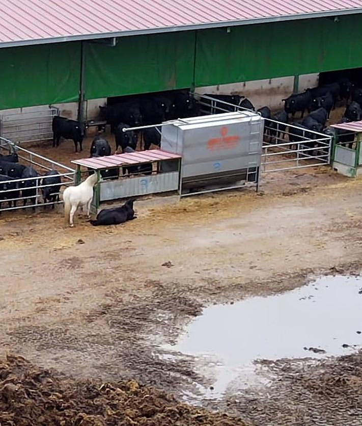 Imagen secundaria 2 - Despliegue de agentes en explotaciones ganaderas investigadas.